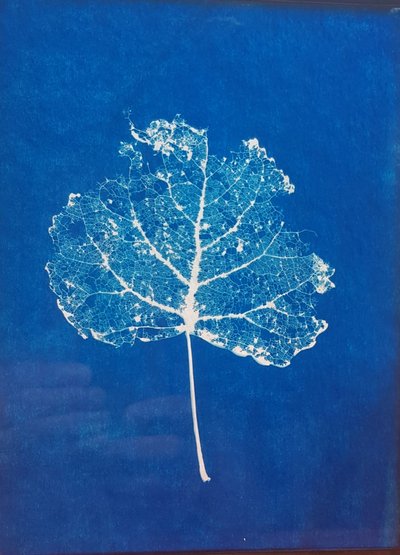 20250817-cyanotype1