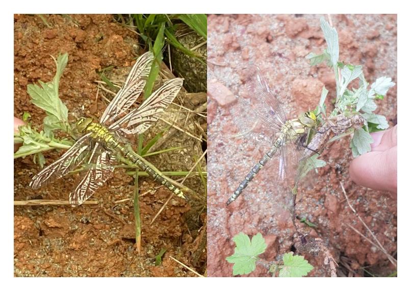 odonate sortie de sa nymphe