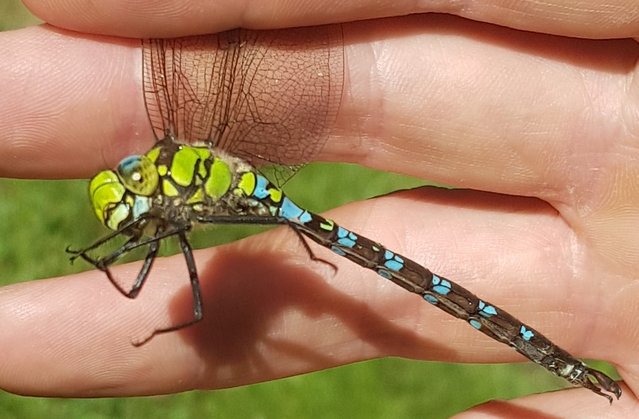 aeshne_bleue
