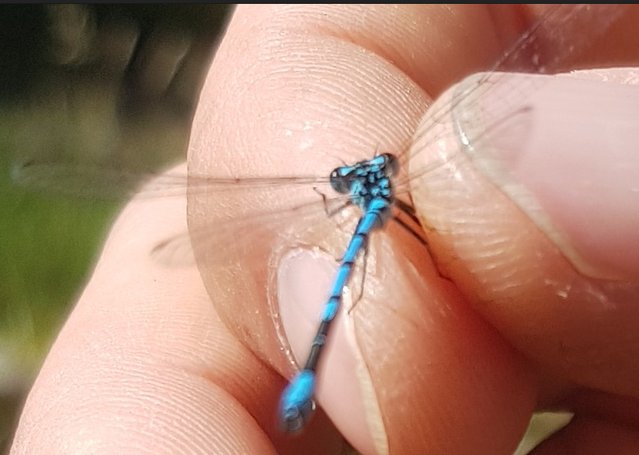 agrillon_jouvencelle