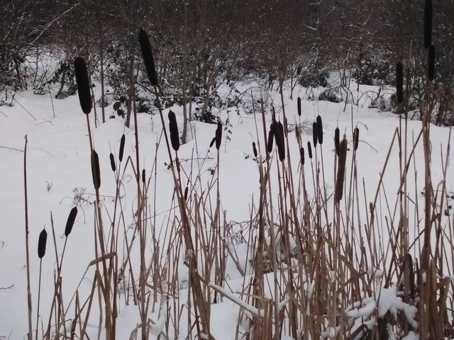 massettes_hiver640x480