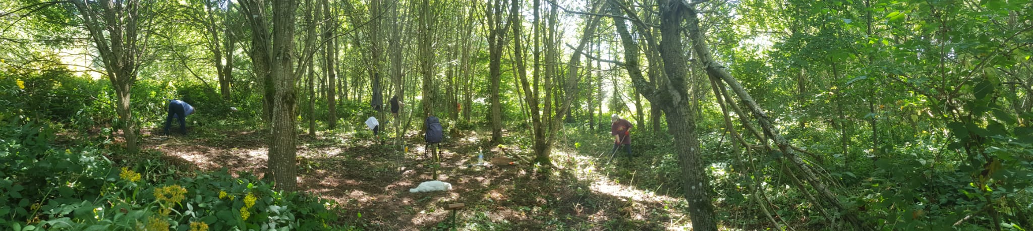 20250811-sousbois1 20250811-sousbois1